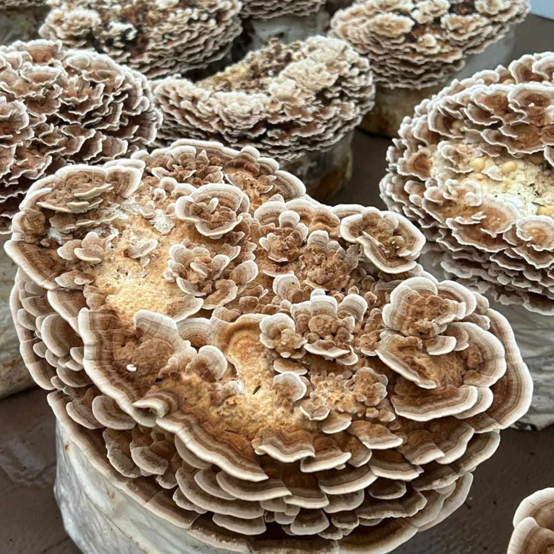 Turkey Tail Supercritical™ Full-Spectrum Extract