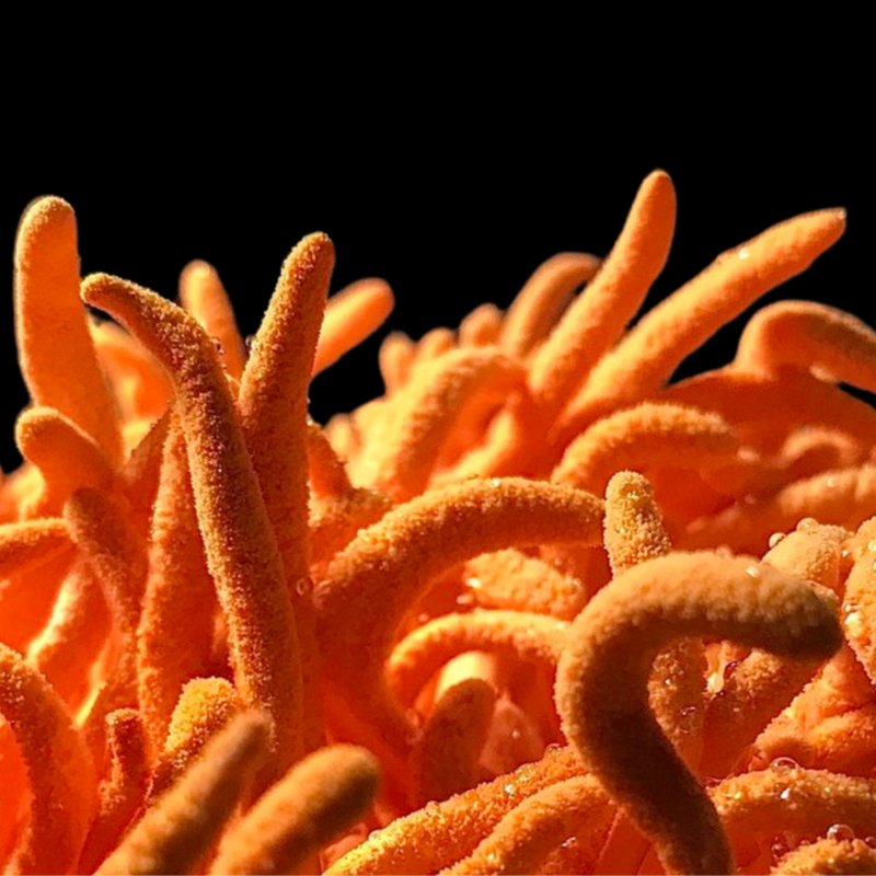 Cordyceps Supercritical™ Full-Spectrum Extract