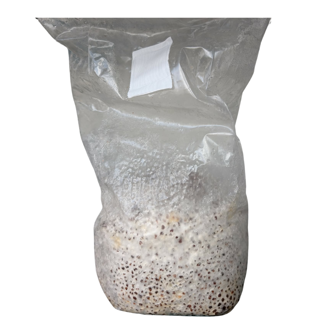 Cool White Oyster Grain Spawn (Pleurotus ostreatus) 1.7kg