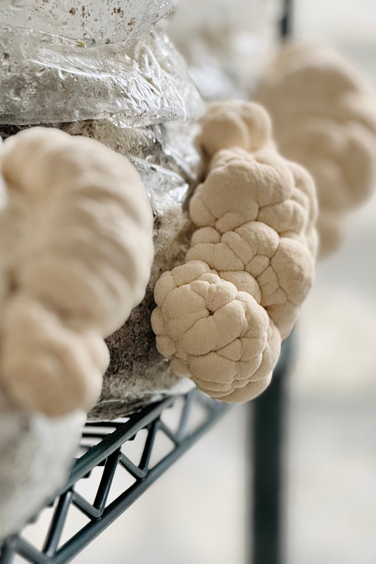 100% Australian Lion's Mane mushroom grown by Urban Valley for MYCOfactor dual-extract tincture.