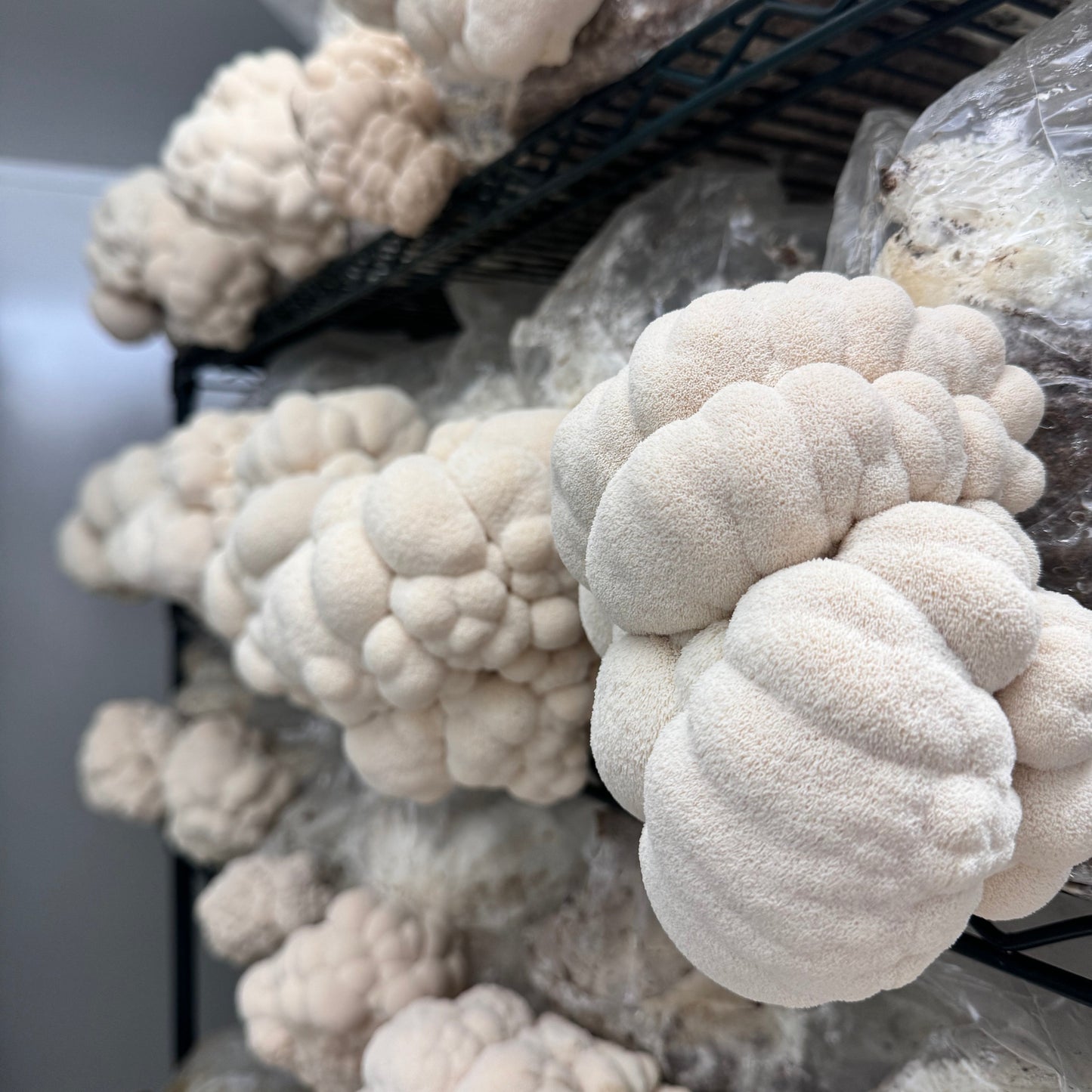 Fresh Lions Mane Mushrooms - 1/2 Kilo PICK UP ONLY