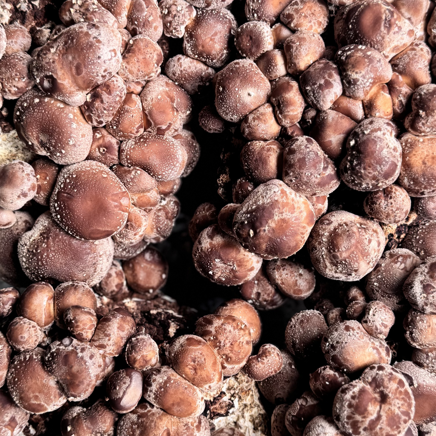 Shiitake Supercritical™ Full-Spectrum Extract