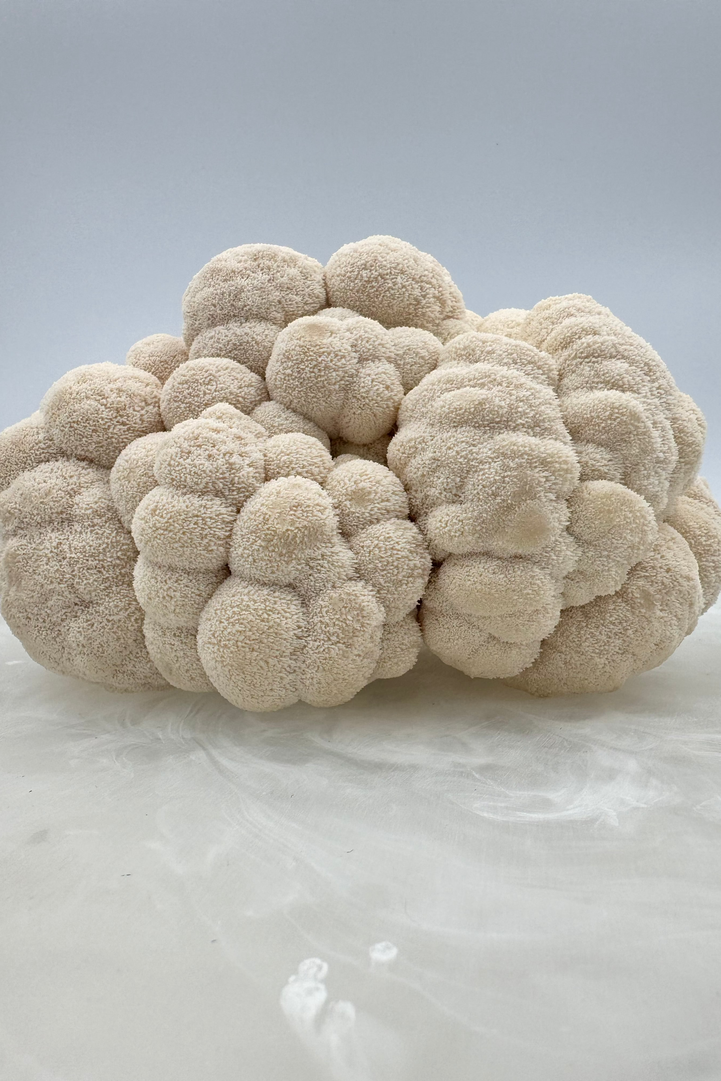 Lion's Mane Lover Pack