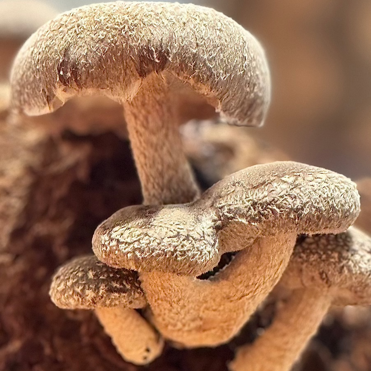 Shiitake Supercritical™ Full-Spectrum Extract