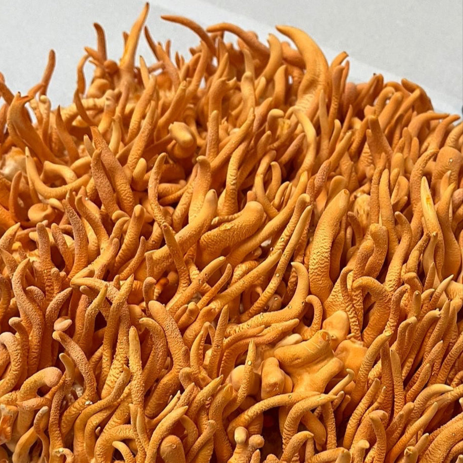 Cordyceps Supercritical™ Full-Spectrum Extract