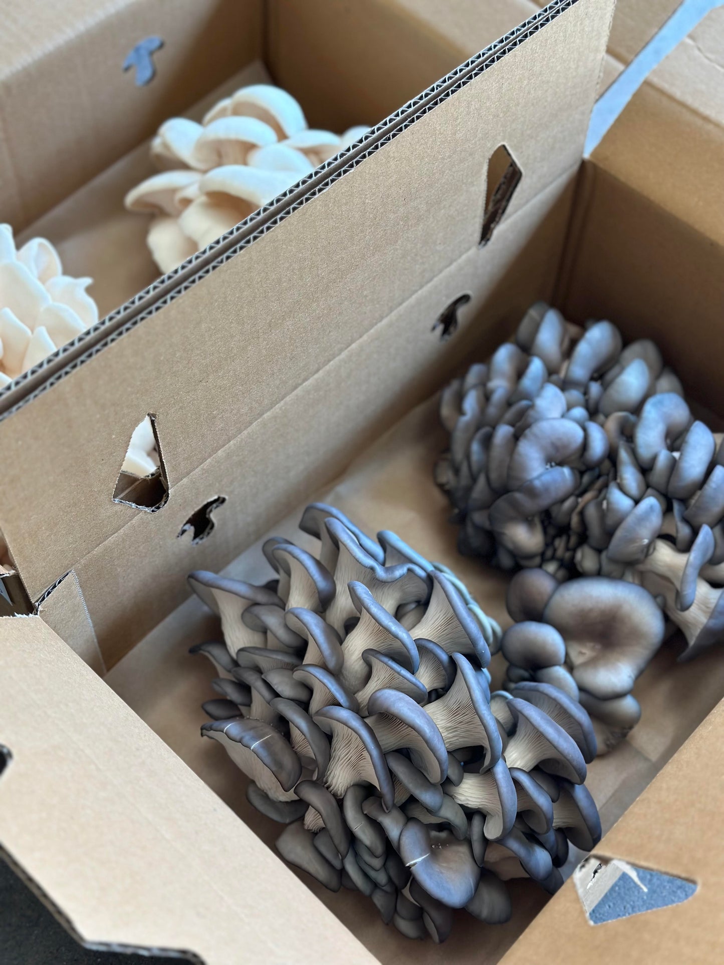 Fresh Oyster Mushrooms - 1/2 Kilo