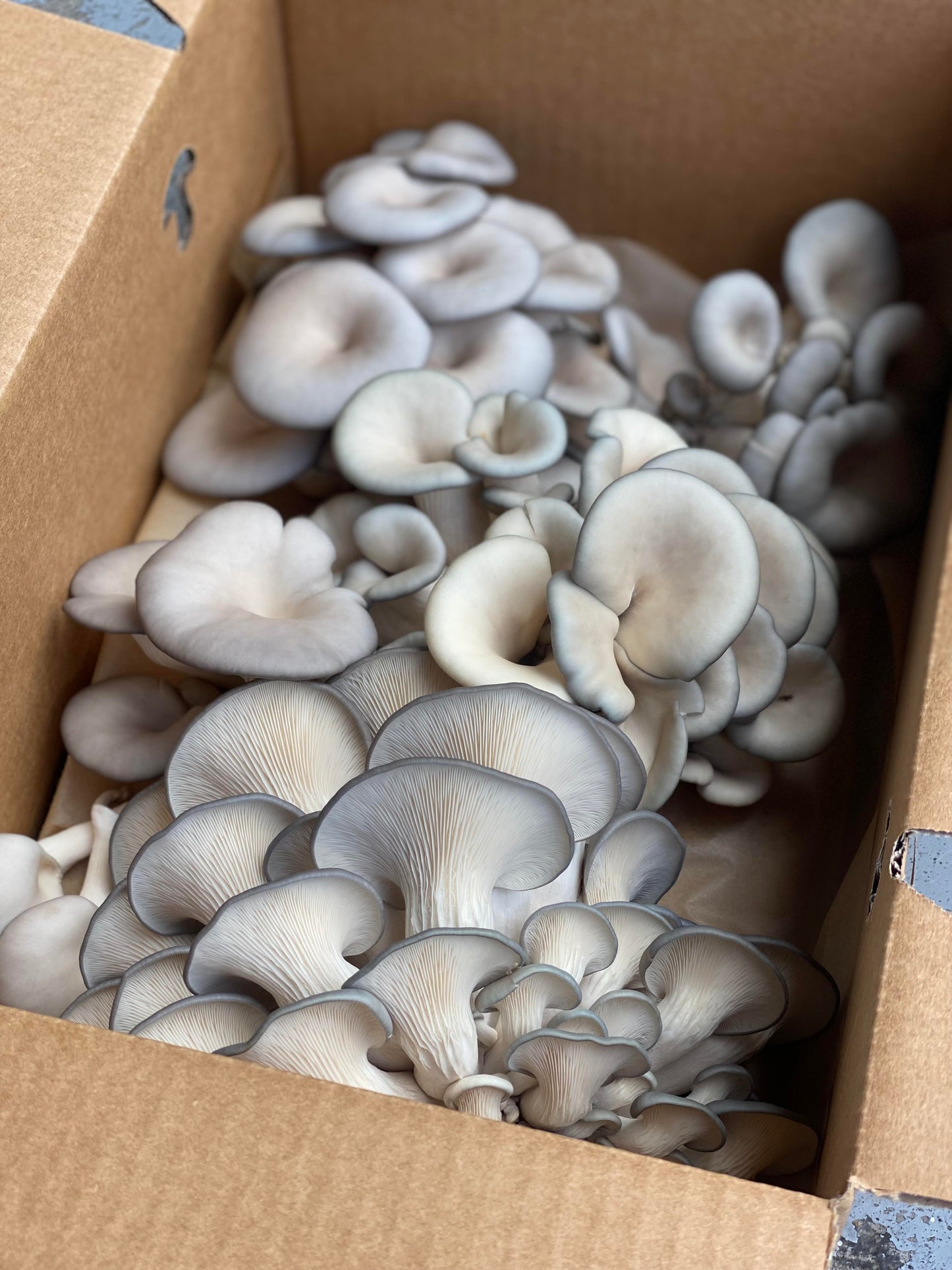 Oyster mushrooms in a box