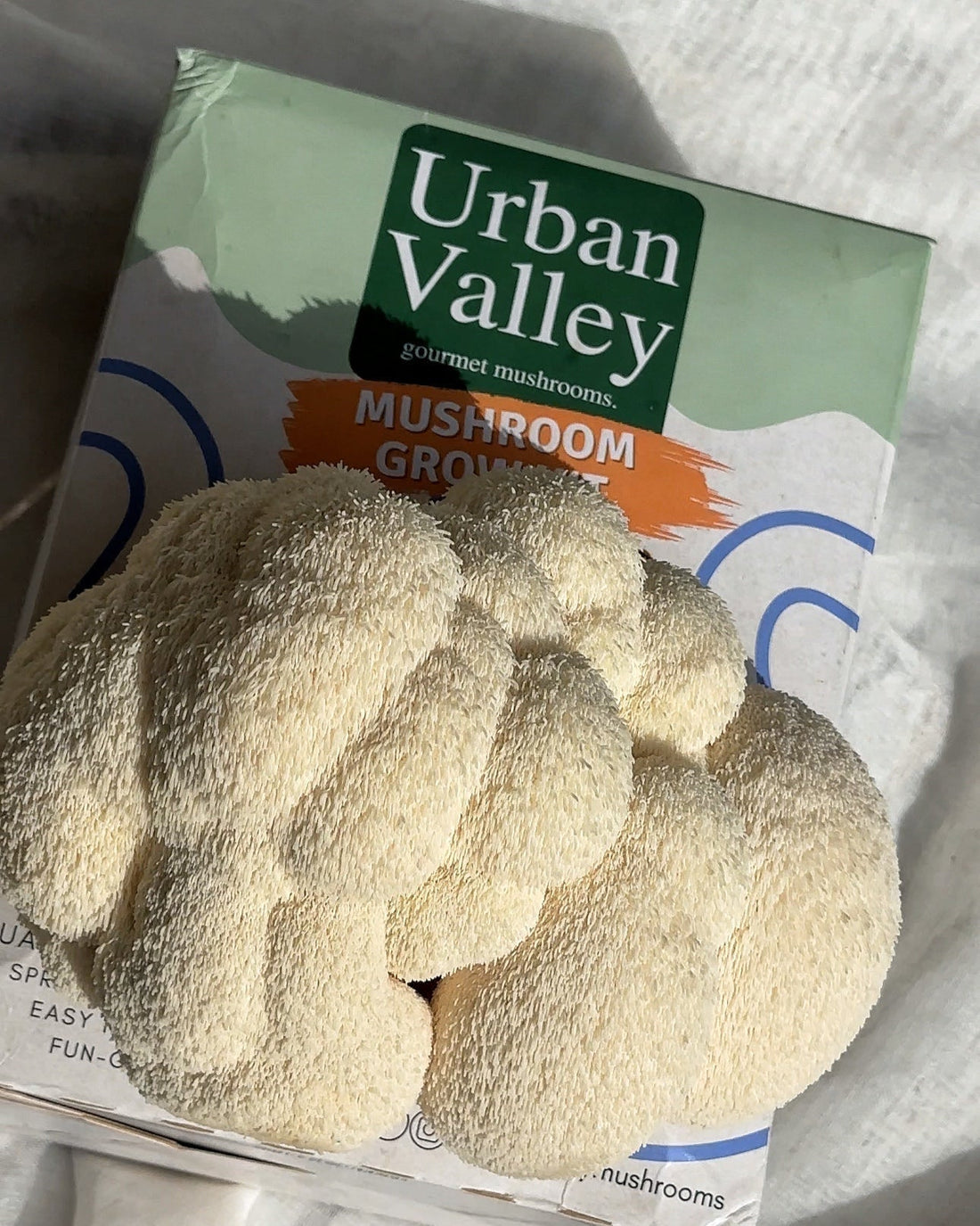 Why Should You Try Growing Mushrooms at Home?