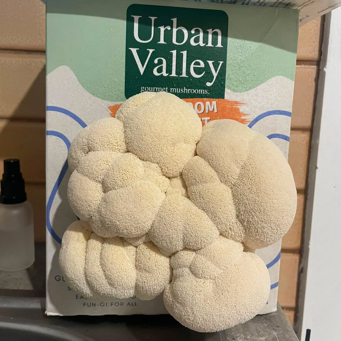A cluster of off-white, cauliflower-shaped mushrooms displayed in front of its Urban Valley gourmet mushrooms packaging box on a kitchen sink counter.