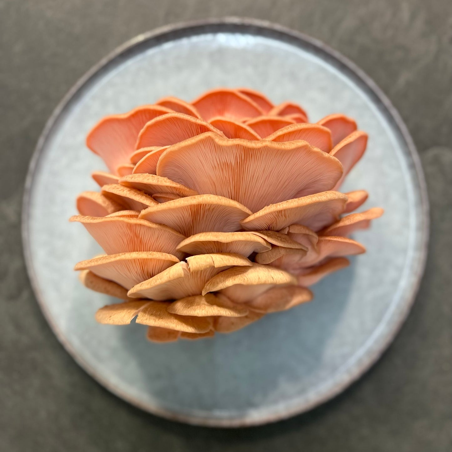 Pink Oyster Mushroom Spawn (Pleurotus djamor) 1.7kg