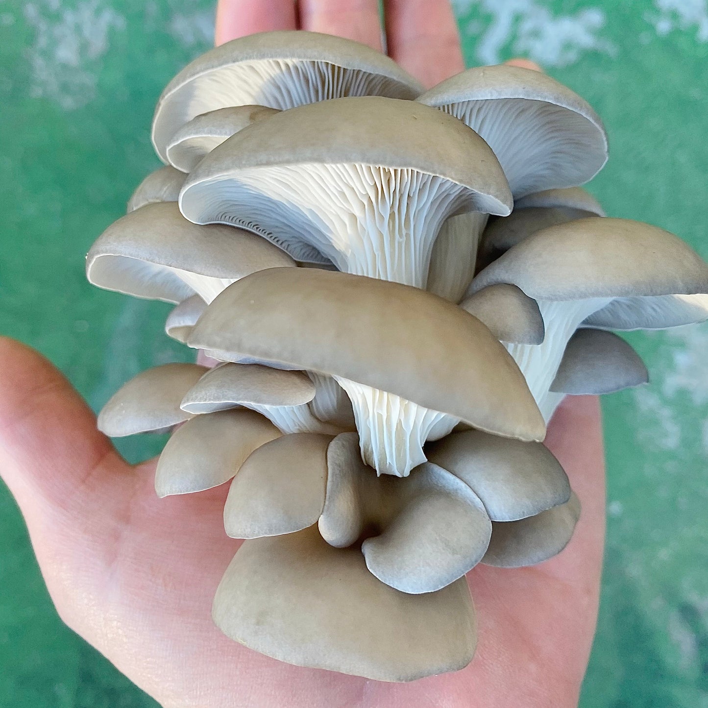 Hand holding an oyster mushroom cluster