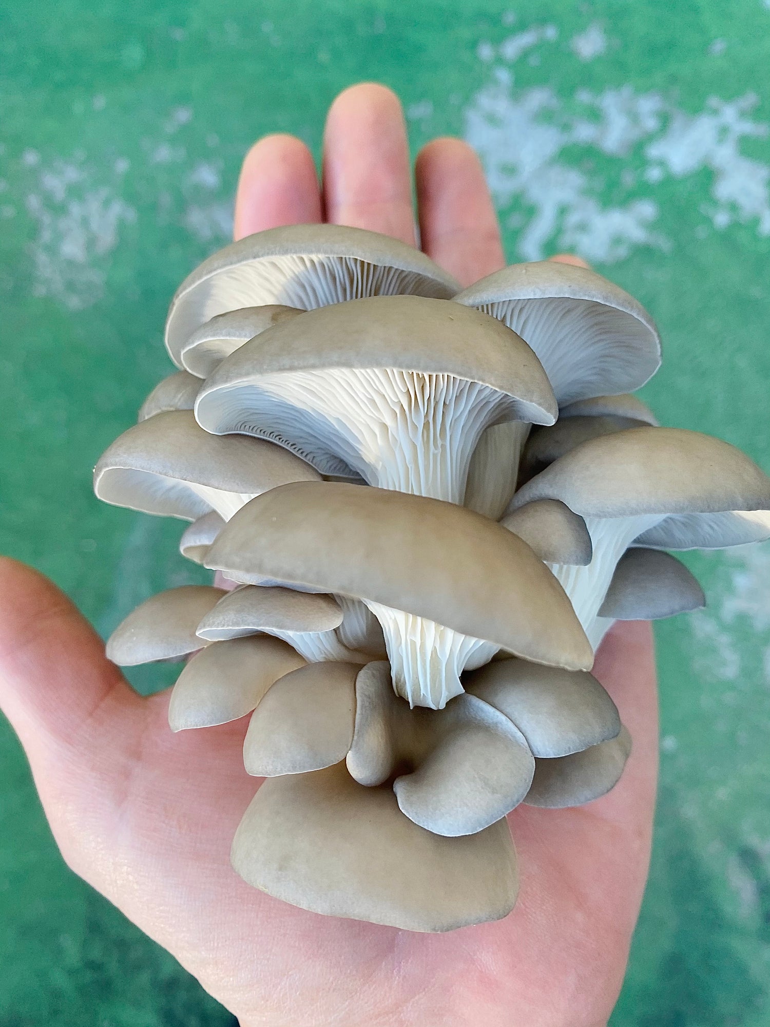 Hand holding an oyster mushroom cluster
