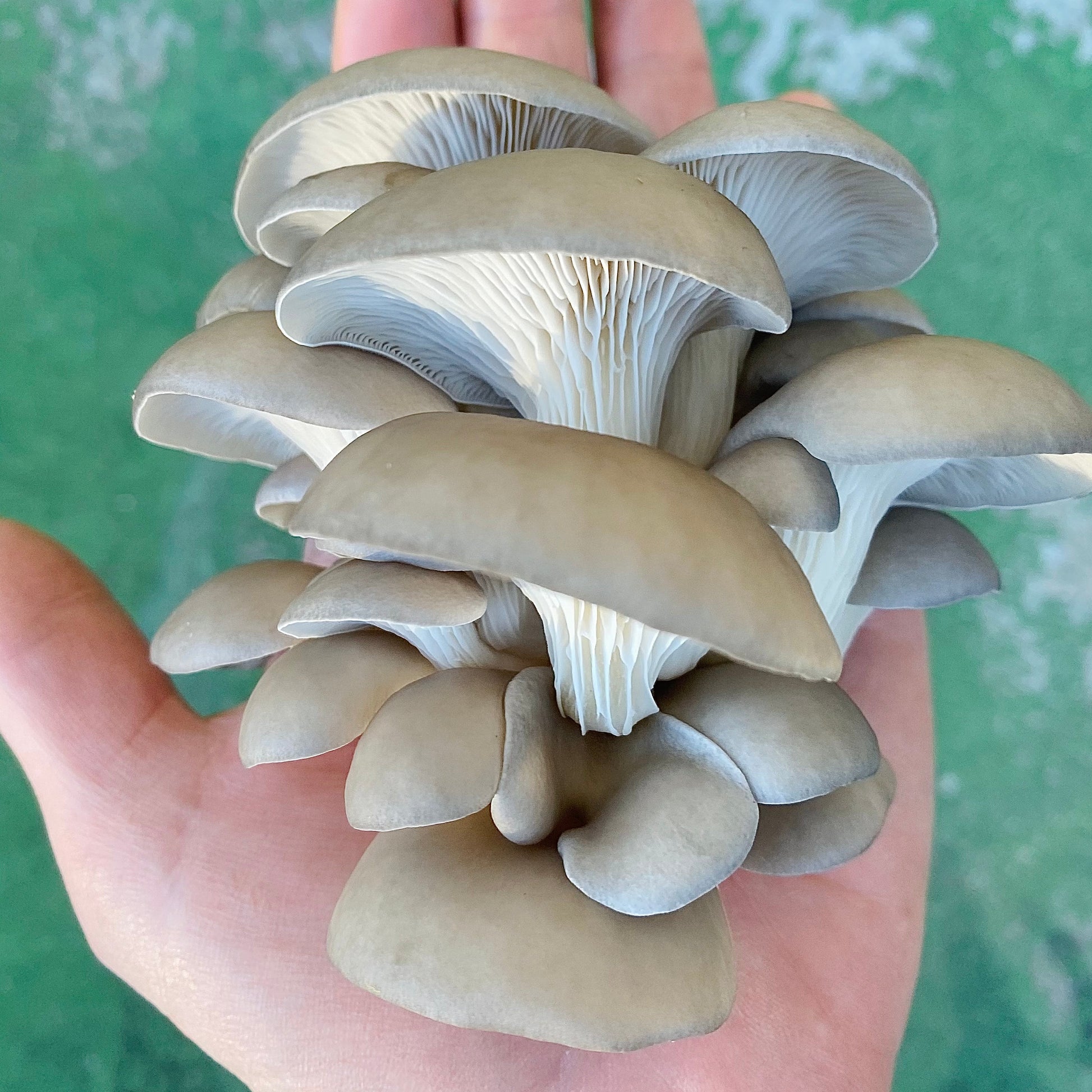 Hand holding an oyster mushroom cluster