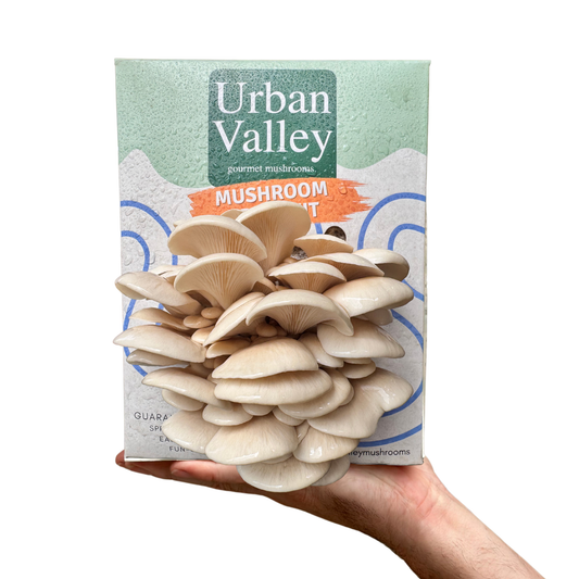 Warm White Oyster Mushroom Grow Kit