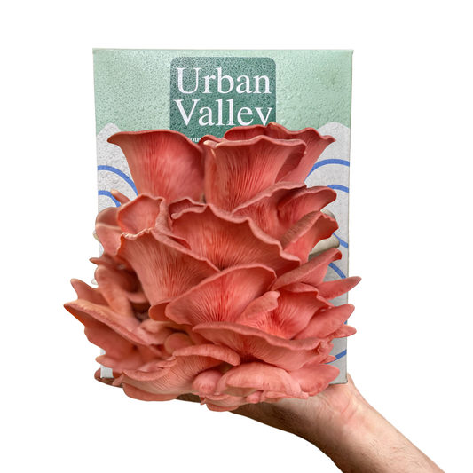 Pink Oyster Mushroom Grow Kit