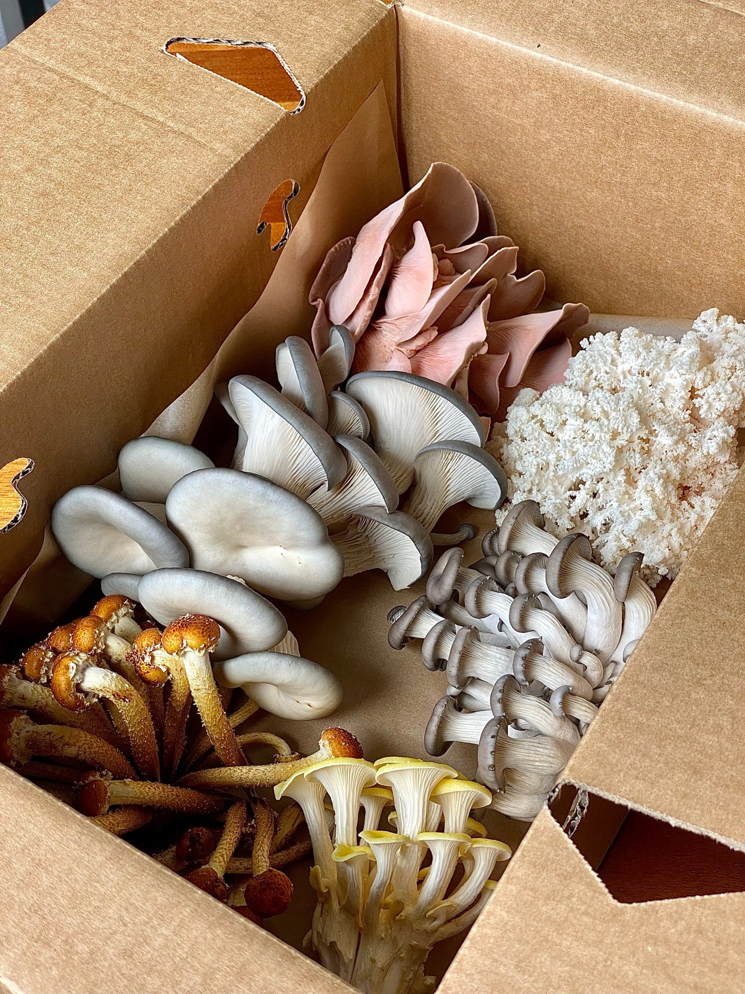 Box of gourmet mixed mushrooms including oyster mushroom, lions mane mushroom, chestnut mushroom, coral tooth mushroom and pink mushroom