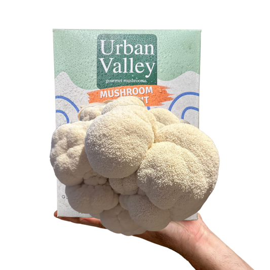 Lions Mane Mushroom Grow Kit