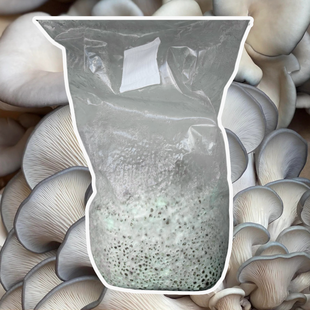 Blue Oyster Grain Spawn (Pleurotus ostreatus) 1.7kg