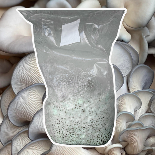 Blue Oyster Grain Spawn (Pleurotus ostreatus) 1.7kg