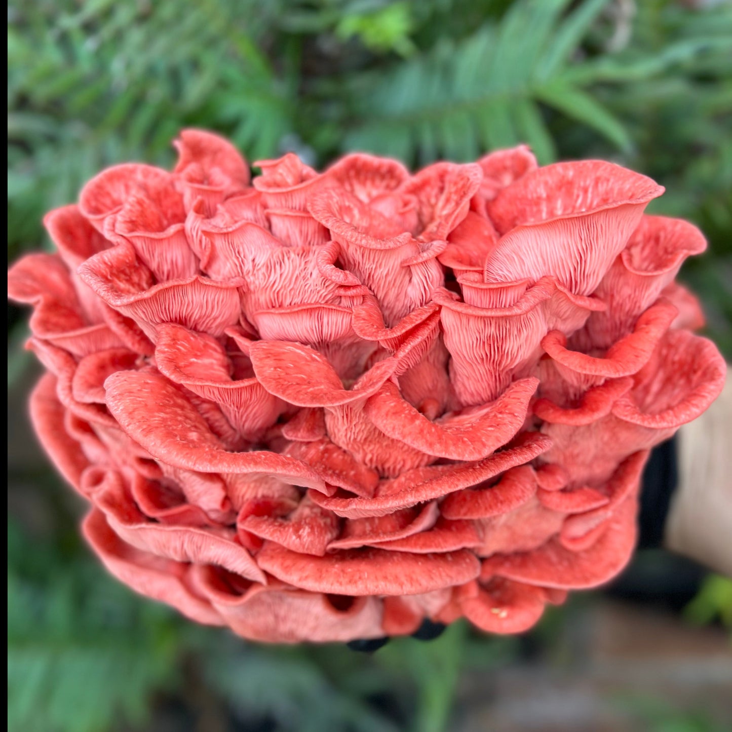 Pink Oyster Mushroom Spawn (Pleurotus djamor) 1.7kg