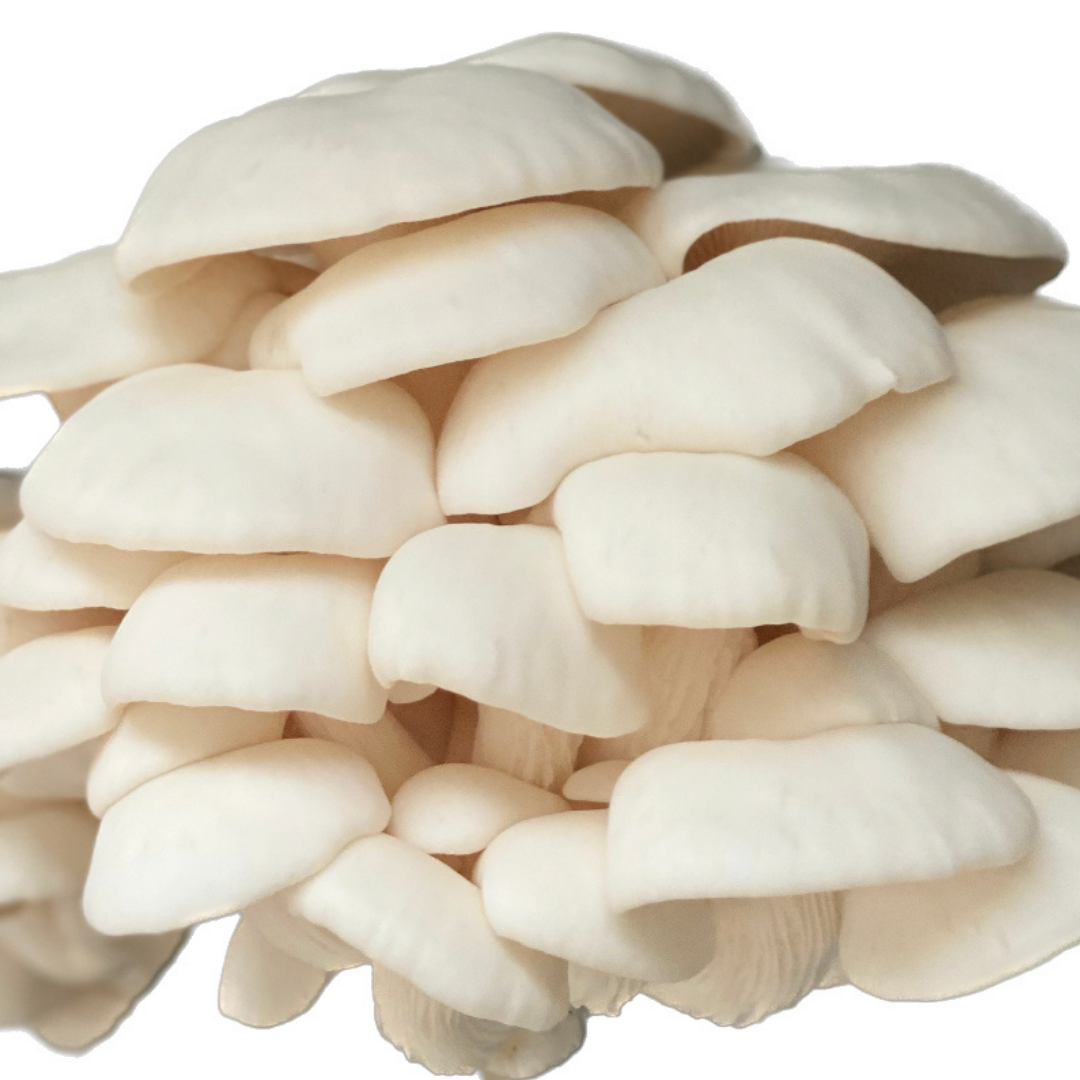 Cool White Oyster Grain Spawn (Pleurotus ostreatus) 1.7kg