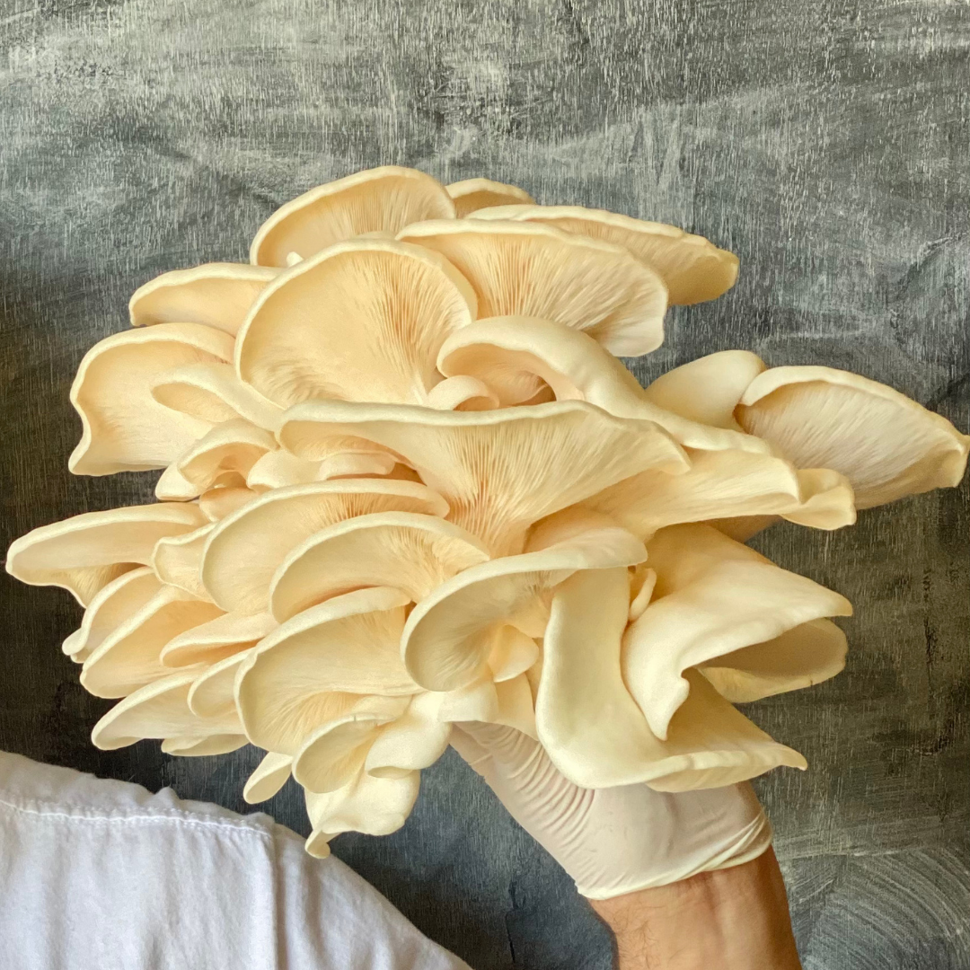 Cool White Oyster Grain Spawn (Pleurotus ostreatus) 1.7kg