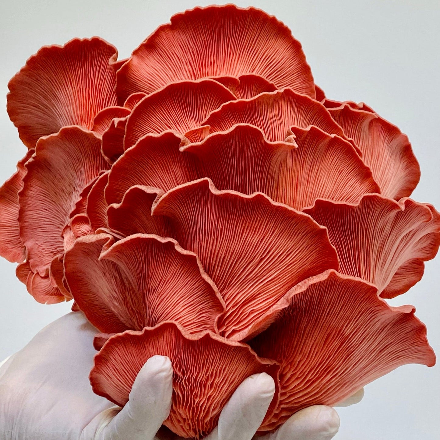 Pink Oyster Mushroom Spawn (Pleurotus djamor) 1.7kg