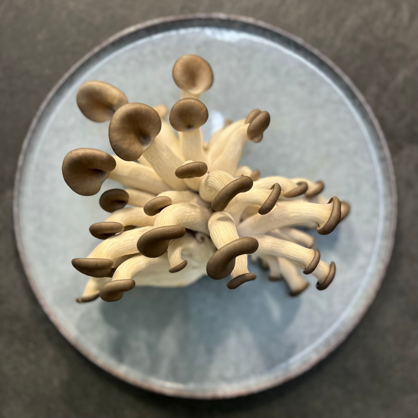 Chocolate Oyster Grain Spawn (Pleurotus ostreatus) 1.7kg