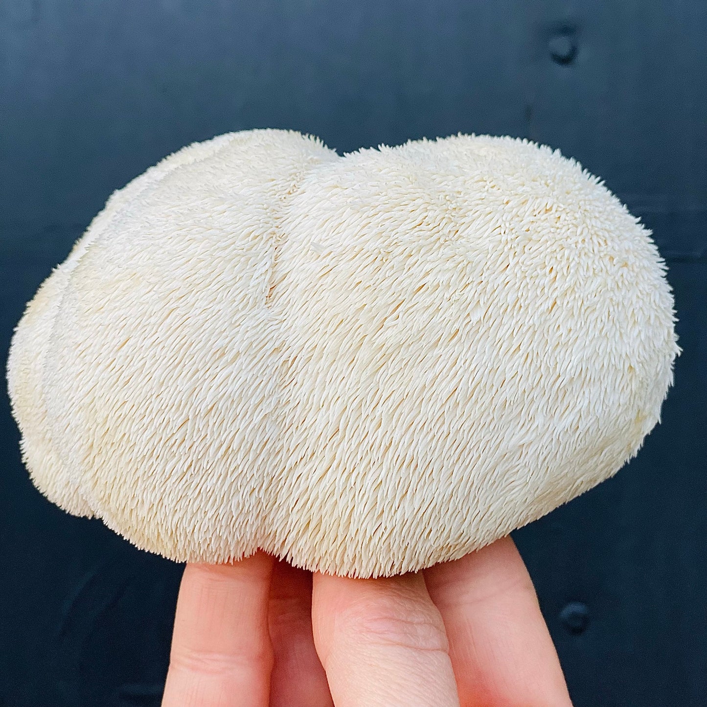 Lions Mane Mushroom Grow Kit