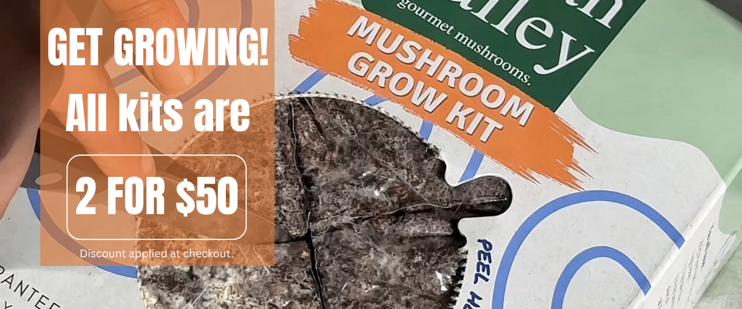 Urban Valley Mushroom Grow Kit close up that is cut with an X