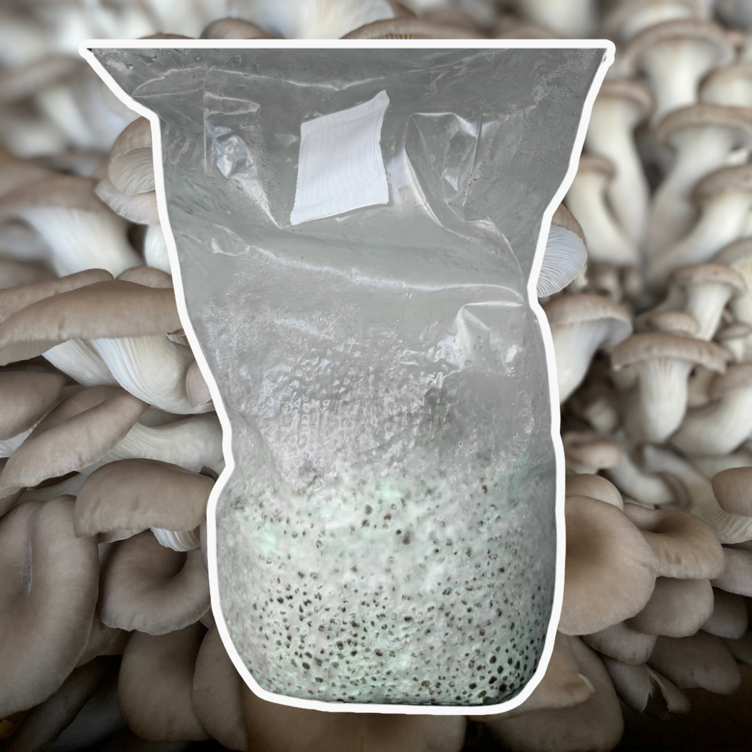Chocolate Oyster Grain Spawn (Pleurotus ostreatus) 1.7kg