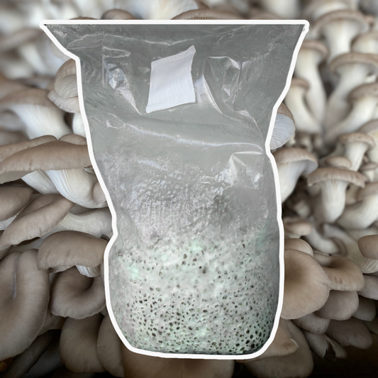 Chocolate Oyster Grain Spawn (Pleurotus ostreatus) 1.7kg