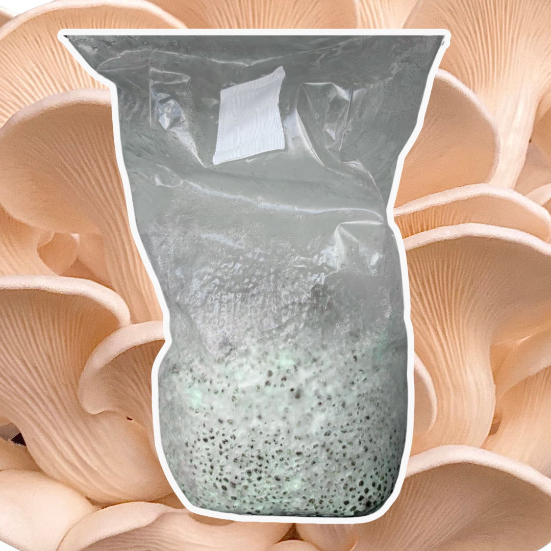 Cool White Oyster Grain Spawn (Pleurotus ostreatus) 1.7kg