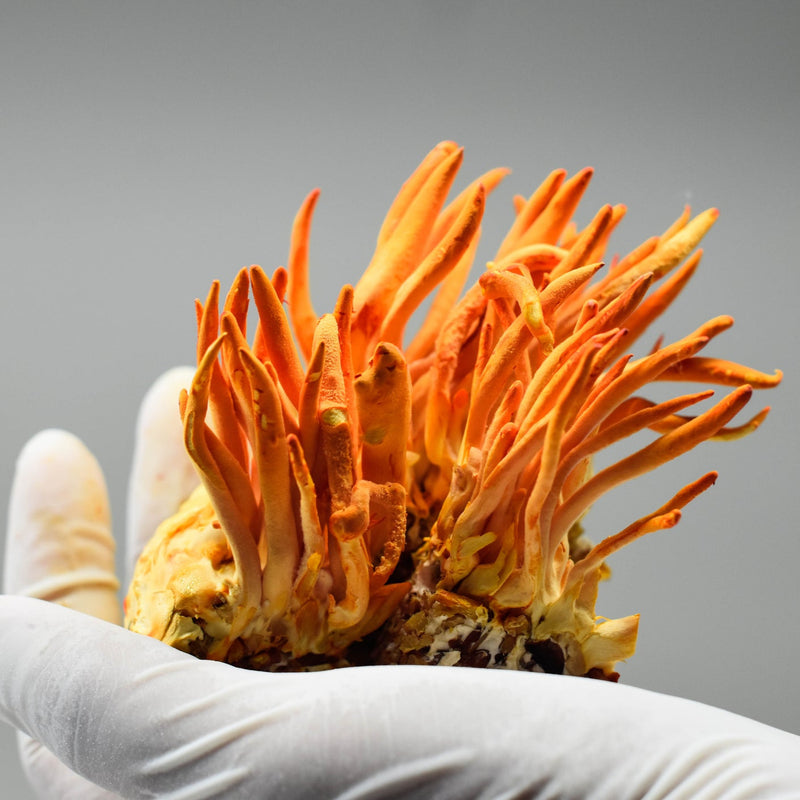 Cordyceps Supercritical™ Full-Spectrum Extract