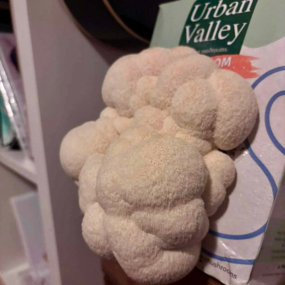 A cluster of white, fluffy lion's mane mushrooms growing from an 'Urban Valley' Grow Kit box next to a book on a wooden shelf.