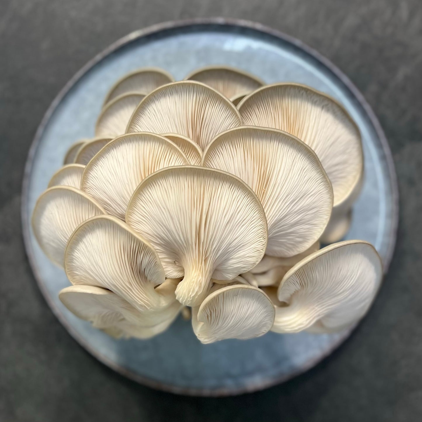 Blue Oyster Grain Spawn (Pleurotus ostreatus) 1.7kg