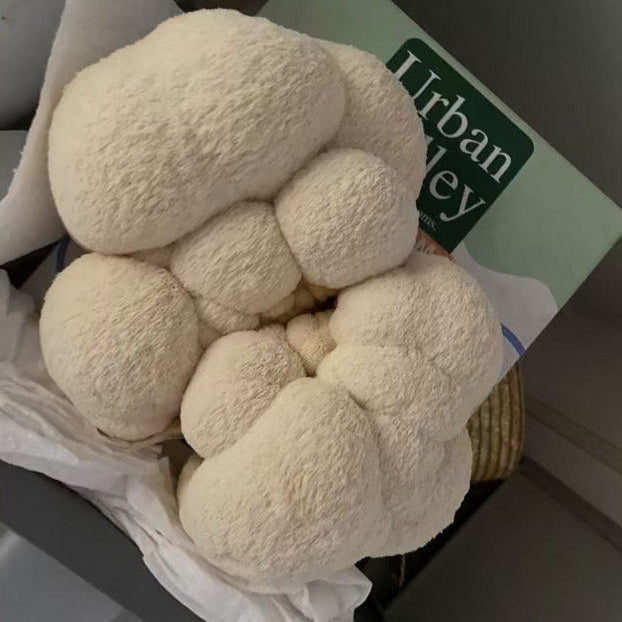 Urban Valley Lion's Mane Grow kit with excellent result from a customer