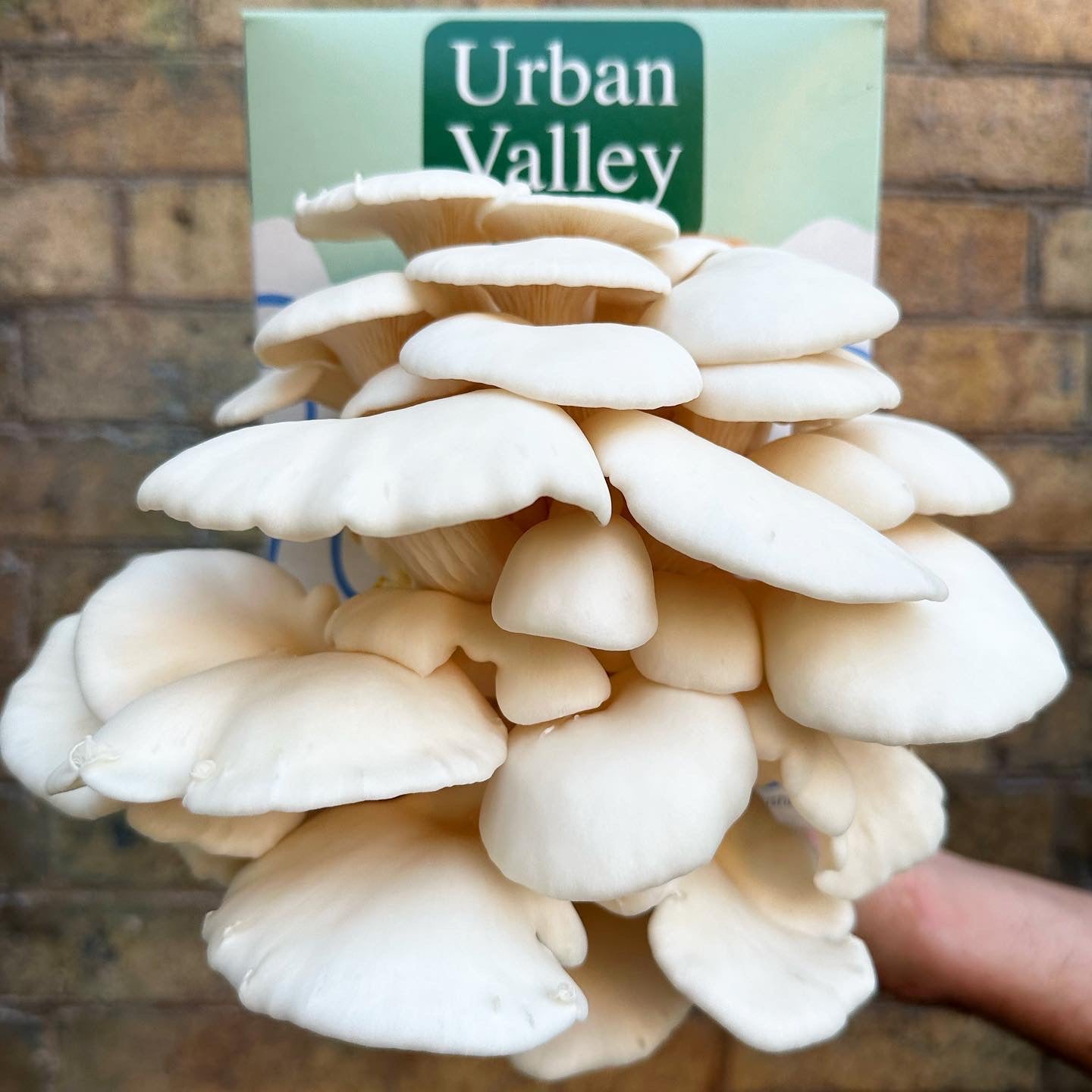 Cool White Oyster Mushroom Grow Kit