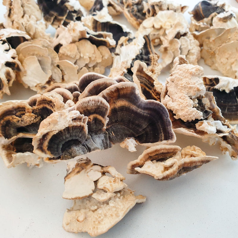 Turkey Tail Supercritical™ Full-Spectrum Extract