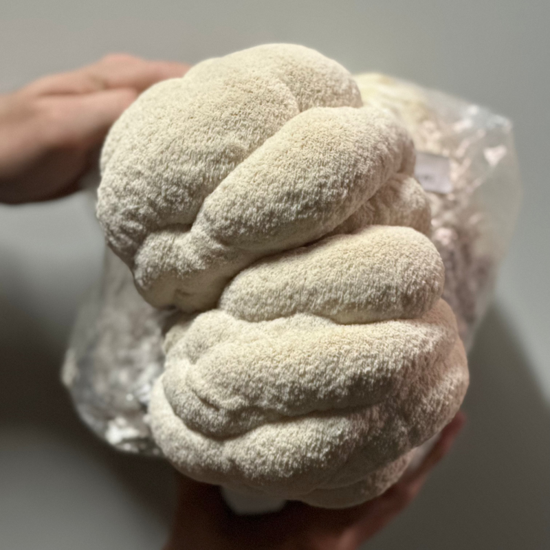 100% Pure Australian Lions Mane Powder