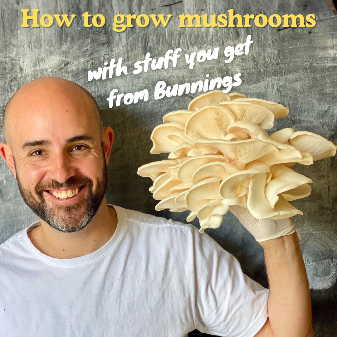 How to Grow Mushrooms at Home (Using Stuff You Can Get From Bunnings)