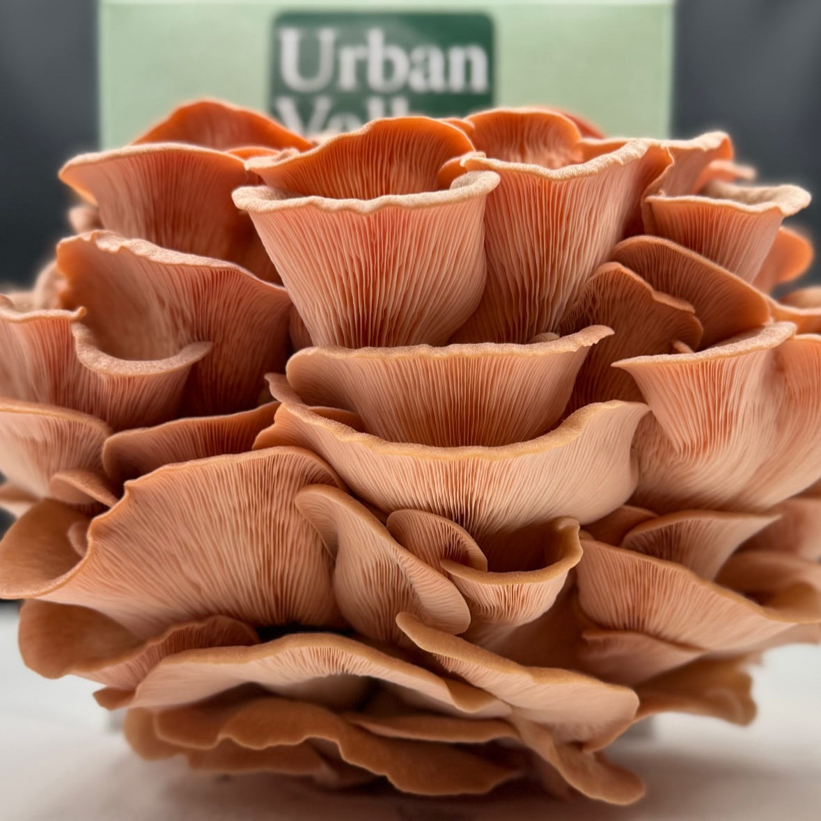 Close-up of an urban valley pink oyster mushroom grow kit with 'Urban Valley' box branding in the background.