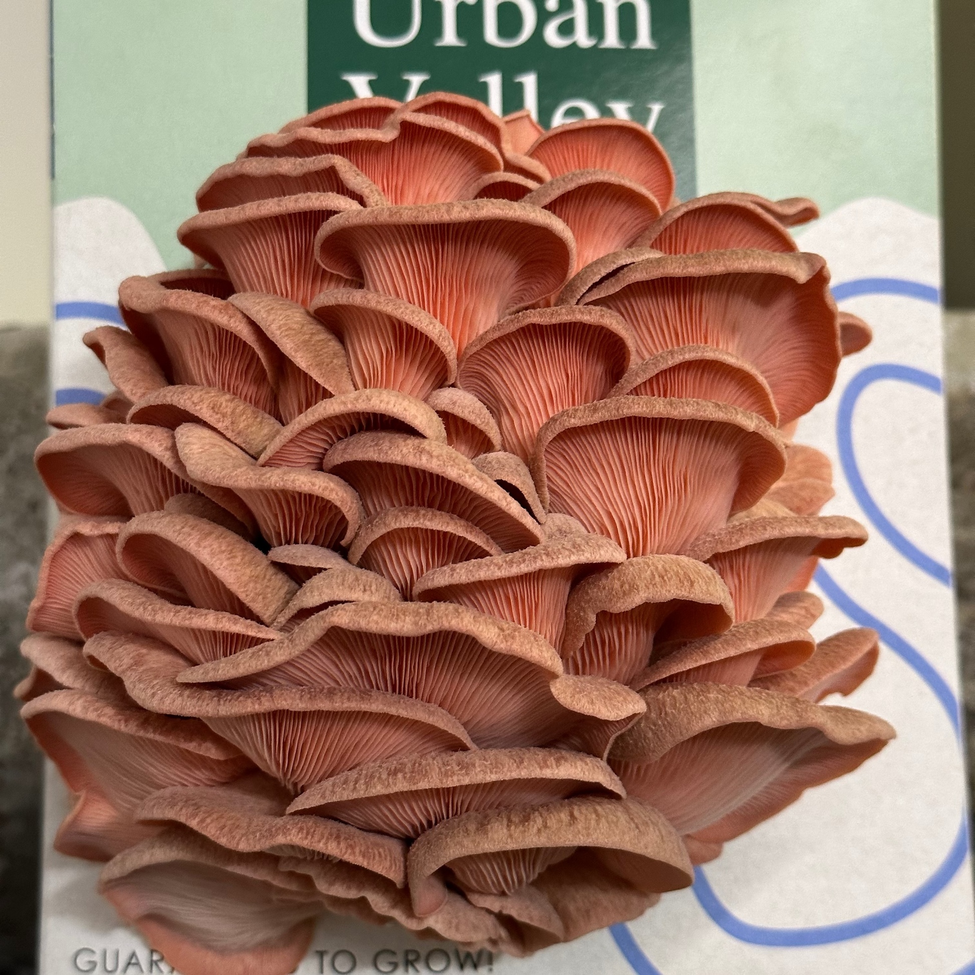 Urban Valley pink oyster mushroom grow kit with a cluster of pink mushrooms on a light green background.
