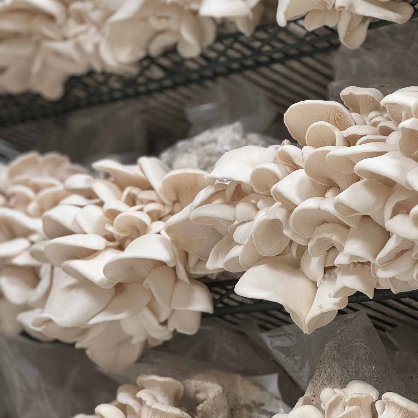 White oyster mushrooms growing on a metal shelving at Urban Valley farm with a blurred background