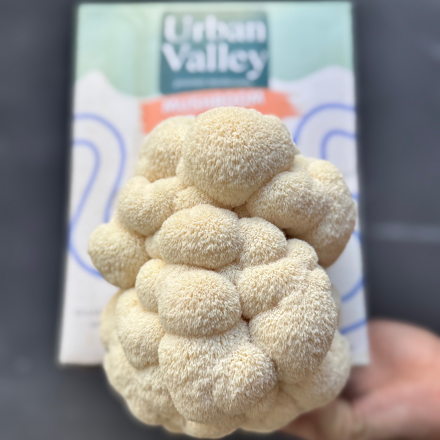 Lions Mane Mushroom Grow Kit