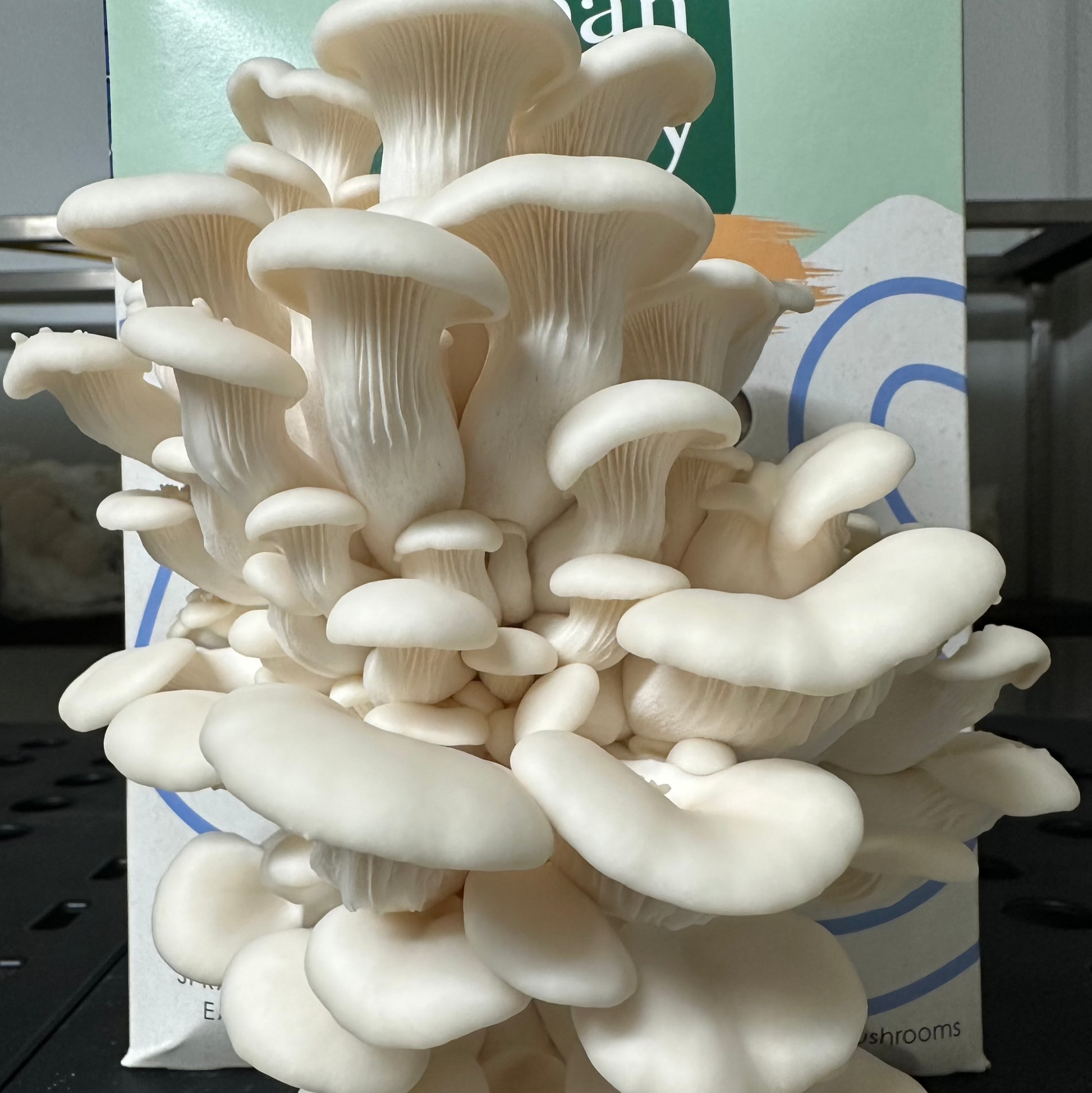 White oyster mushrooms on a black surface with an urban valley grow kit box in the background