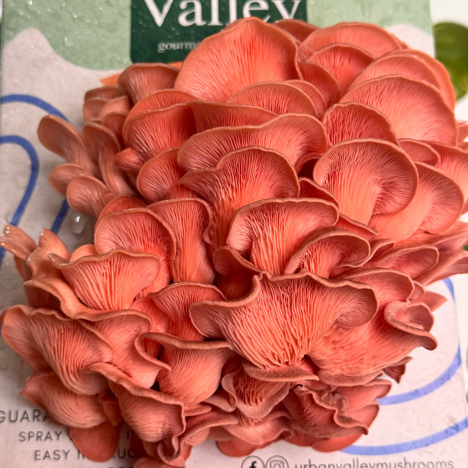 Close-up of pink oyster mushrooms with 'Urban Valley' grow kit branding in the background.