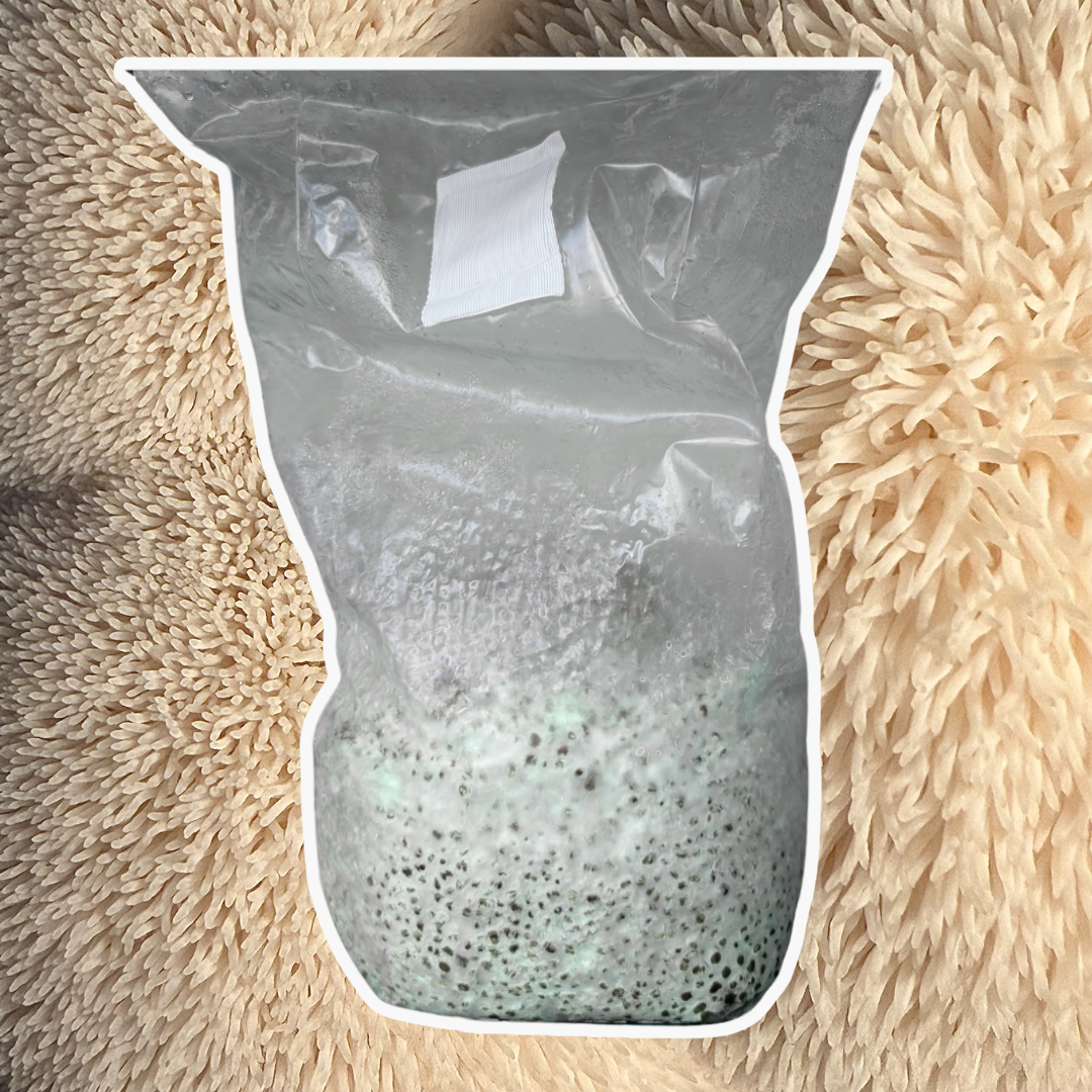 Lion's Mane Grain Spawn (Hericium erinaceus) 1.7kg