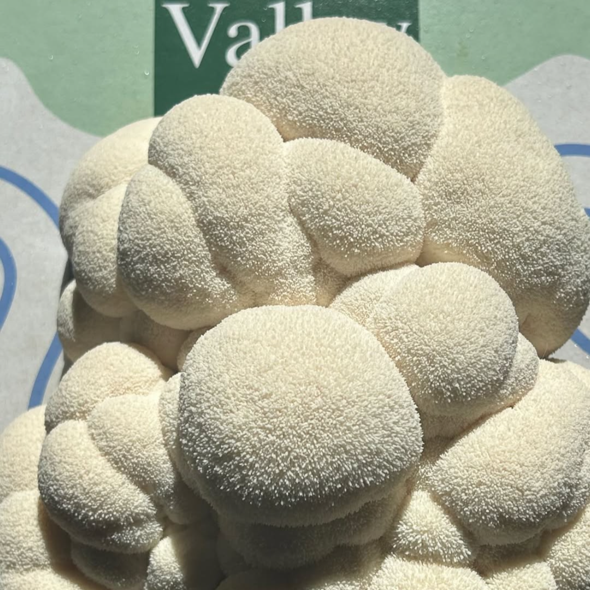 Lion's Mane Mushroom Grow kit from Urban Valley close up