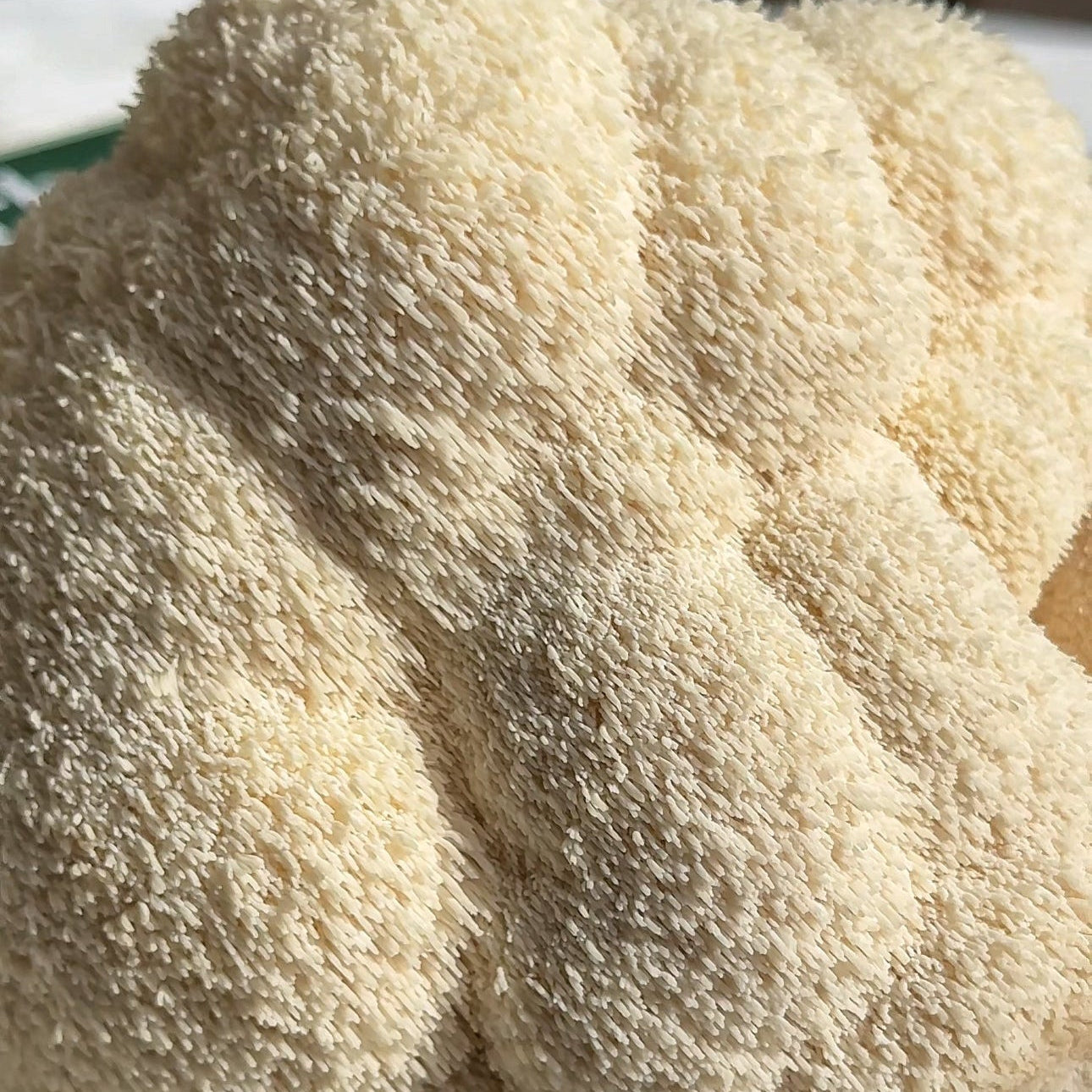 Lions Mane 'hair' close up from an Urban Valley Grow Kit